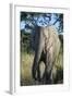 South Eastern Cape, Inkwenkwezi Game Reserve. African Elephant-Cindy Miller Hopkins-Framed Photographic Print