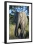 South Eastern Cape, Inkwenkwezi Game Reserve. African Elephant-Cindy Miller Hopkins-Framed Photographic Print