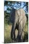 South Eastern Cape, Inkwenkwezi Game Reserve. African Elephant-Cindy Miller Hopkins-Mounted Photographic Print