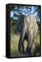 South Eastern Cape, Inkwenkwezi Game Reserve. African Elephant-Cindy Miller Hopkins-Framed Stretched Canvas