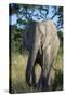 South Eastern Cape, Inkwenkwezi Game Reserve. African Elephant-Cindy Miller Hopkins-Stretched Canvas