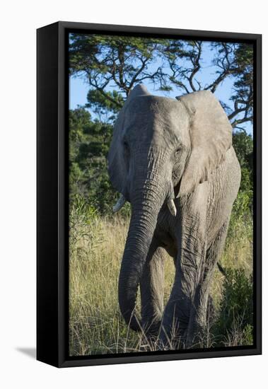South Eastern Cape, Inkwenkwezi Game Reserve. African Elephant-Cindy Miller Hopkins-Framed Stretched Canvas