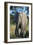 South Eastern Cape, Inkwenkwezi Game Reserve. African Elephant-Cindy Miller Hopkins-Framed Photographic Print