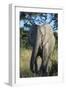 South Eastern Cape, Inkwenkwezi Game Reserve. African Elephant-Cindy Miller Hopkins-Framed Photographic Print