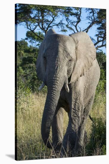 South Eastern Cape, Inkwenkwezi Game Reserve. African Elephant-Cindy Miller Hopkins-Stretched Canvas