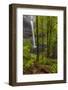 South Falls at Silver Falls State Park near Sublimity, Oregon, USA-Chuck Haney-Framed Photographic Print