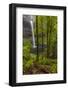 South Falls at Silver Falls State Park near Sublimity, Oregon, USA-Chuck Haney-Framed Photographic Print