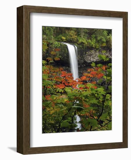 South Falls in Autumn, Silver Falls State Park, Oregon, USA-Michel Hersen-Framed Photographic Print