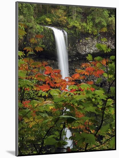 South Falls in Autumn, Silver Falls State Park, Oregon, USA-Michel Hersen-Mounted Photographic Print