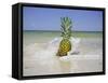 South Florida Pineapple IV-Adam Mead-Framed Stretched Canvas