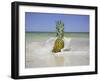 South Florida Pineapple IV-Adam Mead-Framed Photographic Print