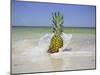 South Florida Pineapple IV-Adam Mead-Mounted Photographic Print