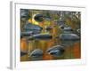 South Fork Potomac R, Monongahela National Forest, West Virginia, USA-Charles Gurche-Framed Photographic Print