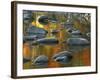 South Fork Potomac R, Monongahela National Forest, West Virginia, USA-Charles Gurche-Framed Photographic Print