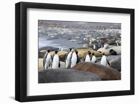 South Georgia. A group of king penguins find their way through the elephant seals-Ellen Goff-Framed Photographic Print