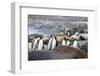 South Georgia. A group of king penguins find their way through the elephant seals-Ellen Goff-Framed Photographic Print