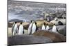 South Georgia. A group of king penguins find their way through the elephant seals-Ellen Goff-Mounted Photographic Print