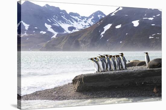 South Georgia. A group of king penguins walk on the beach in a tight bunch.-Ellen Goff-Stretched Canvas