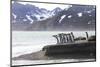 South Georgia. A group of king penguins walk on the beach in a tight bunch.-Ellen Goff-Mounted Photographic Print