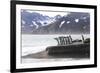South Georgia. A group of king penguins walk on the beach in a tight bunch.-Ellen Goff-Framed Photographic Print