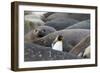 South Georgia. A king penguin finds its way through the elephant seals lying on the beach-Ellen Goff-Framed Photographic Print