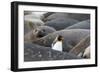 South Georgia. A king penguin finds its way through the elephant seals lying on the beach-Ellen Goff-Framed Photographic Print