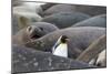 South Georgia. A king penguin finds its way through the elephant seals lying on the beach-Ellen Goff-Mounted Photographic Print