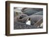 South Georgia. A king penguin finds its way through the elephant seals lying on the beach-Ellen Goff-Framed Photographic Print