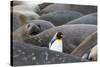 South Georgia. A king penguin finds its way through the elephant seals lying on the beach-Ellen Goff-Stretched Canvas