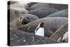 South Georgia. A king penguin finds its way through the elephant seals lying on the beach-Ellen Goff-Stretched Canvas