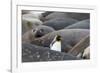 South Georgia. A king penguin finds its way through the elephant seals lying on the beach-Ellen Goff-Framed Photographic Print