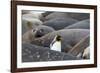 South Georgia. A king penguin finds its way through the elephant seals lying on the beach-Ellen Goff-Framed Photographic Print