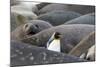 South Georgia. A king penguin finds its way through the elephant seals lying on the beach-Ellen Goff-Mounted Photographic Print