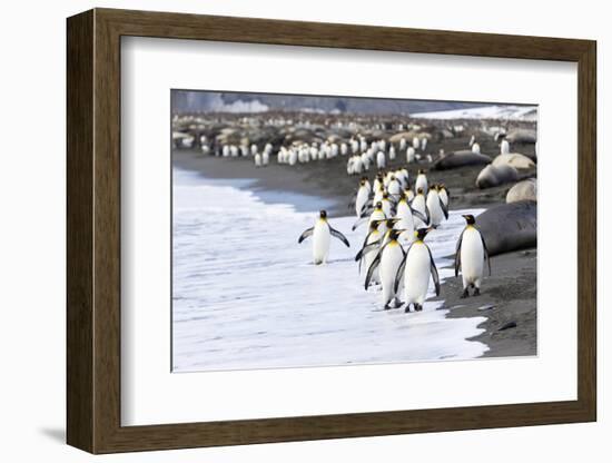 South Georgia. A large group of king penguins walk at the edge of the water-Ellen Goff-Framed Photographic Print