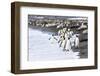 South Georgia. A large group of king penguins walk at the edge of the water-Ellen Goff-Framed Photographic Print