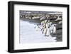 South Georgia. A large group of king penguins walk at the edge of the water-Ellen Goff-Framed Photographic Print