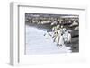 South Georgia. A large group of king penguins walk at the edge of the water-Ellen Goff-Framed Photographic Print