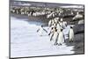 South Georgia. A large group of king penguins walk at the edge of the water-Ellen Goff-Mounted Photographic Print