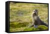 South Georgia. Antarctic Fur Seal, Arctocephalus Gazella, Pup-Inger Hogstrom-Framed Stretched Canvas