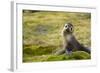 South Georgia. Antarctic Fur Seal, Arctocephalus Gazella, Pup-Inger Hogstrom-Framed Photographic Print