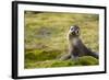 South Georgia. Antarctic Fur Seal, Arctocephalus Gazella, Pup-Inger Hogstrom-Framed Photographic Print