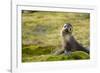 South Georgia. Antarctic Fur Seal, Arctocephalus Gazella, Pup-Inger Hogstrom-Framed Photographic Print