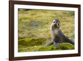 South Georgia. Antarctic Fur Seal, Arctocephalus Gazella, Pup-Inger Hogstrom-Framed Photographic Print