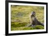 South Georgia. Antarctic Fur Seal, Arctocephalus Gazella, Pup-Inger Hogstrom-Framed Photographic Print