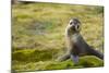 South Georgia. Antarctic Fur Seal, Arctocephalus Gazella, Pup-Inger Hogstrom-Mounted Photographic Print