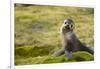 South Georgia. Antarctic Fur Seal, Arctocephalus Gazella, Pup-Inger Hogstrom-Framed Photographic Print