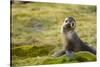 South Georgia. Antarctic Fur Seal, Arctocephalus Gazella, Pup-Inger Hogstrom-Stretched Canvas