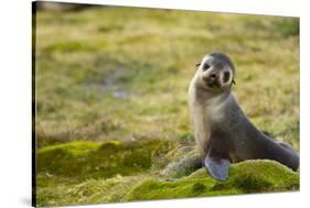 South Georgia. Antarctic Fur Seal, Arctocephalus Gazella, Pup-Inger Hogstrom-Stretched Canvas