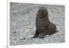 South Georgia. Antarctic Fur Seal, Arctocephalus Gazella, Pup-Inger Hogstrom-Framed Photographic Print