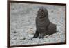 South Georgia. Antarctic Fur Seal, Arctocephalus Gazella, Pup-Inger Hogstrom-Framed Photographic Print